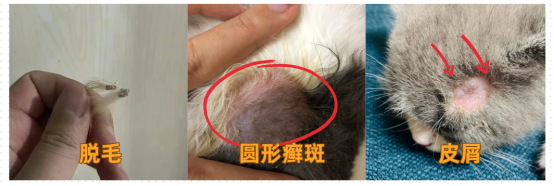 貓得了貓癬的癥狀