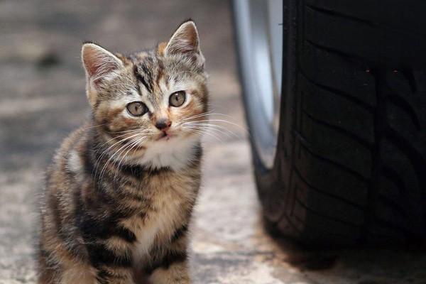 猫癣用什么药猫癣怎么治疗猫癣的症状能治好吗，猫得猫癣怎么治，用什么药及预防方法