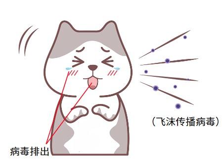 猫鼻支会传染给狗吗？