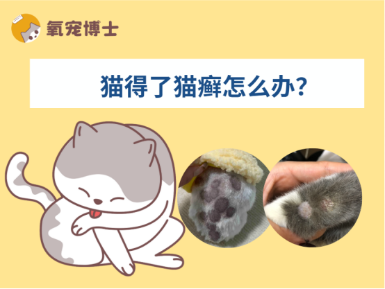 猫得了猫癣怎么办？家庭护理全流程，告别医院高额账单！