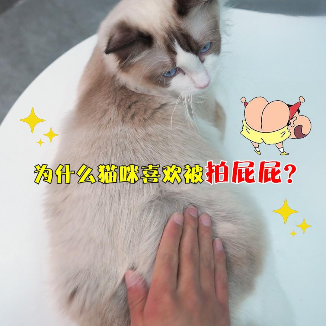 猫咪喜欢被拍屁屁