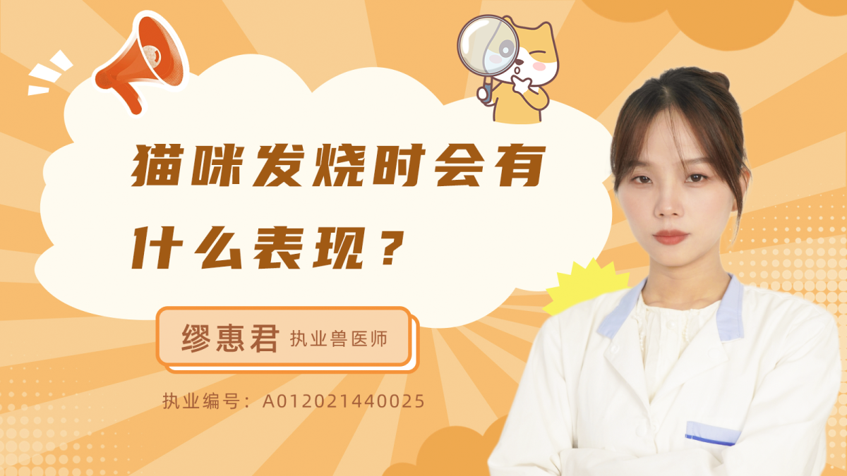 猫咪发烧时会有什么表现？