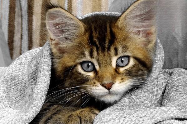 猫咪患有慢性肾脏疾病的原因与表现