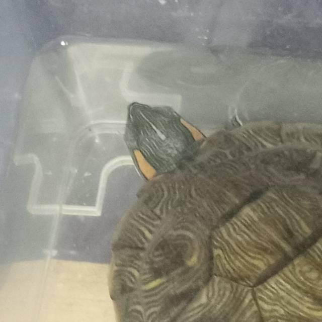 小乌龟的日常照片