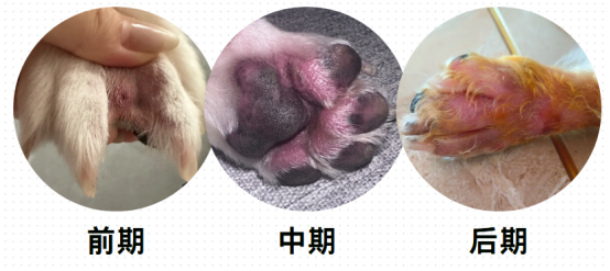 狗狗趾间炎