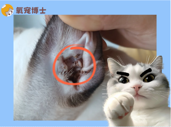 猫咪耳螨怎么彻底清除？超全攻略，告别耳螨反复发作！