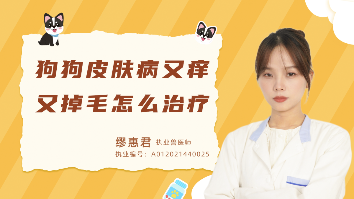 狗狗皮肤病又痒又掉毛怎么治疗？