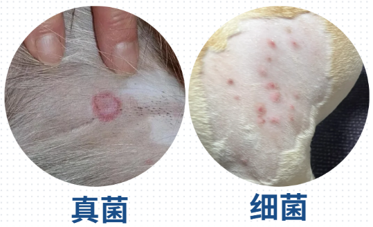 小狗身上癢用什么藥