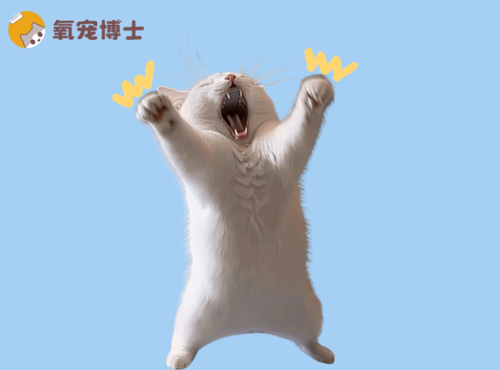 千万别做错猫咪体外驱虫，一张图看懂操作，新手必看！