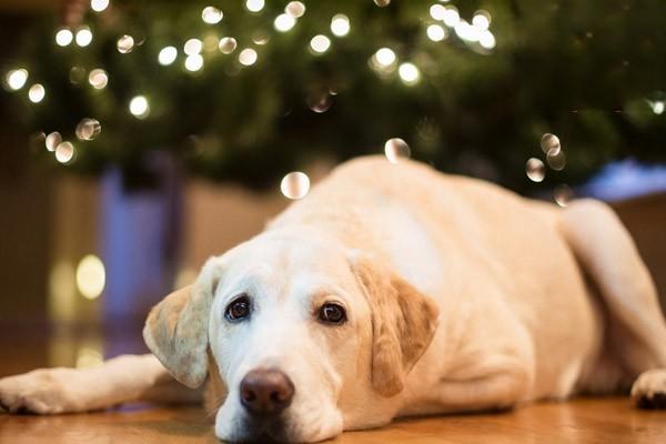 犬瘟多少天算撐過去了那吃什麼藥啊