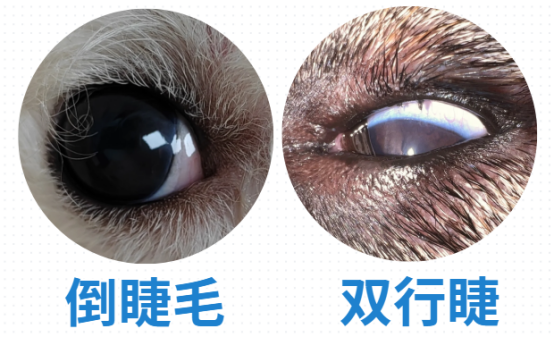 狗狗流眼泪