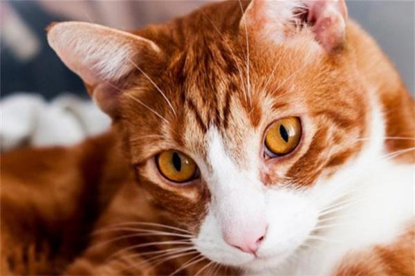 夏天可以给猫咪喝冰水降温吗？