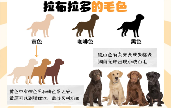 拉布拉多优缺点