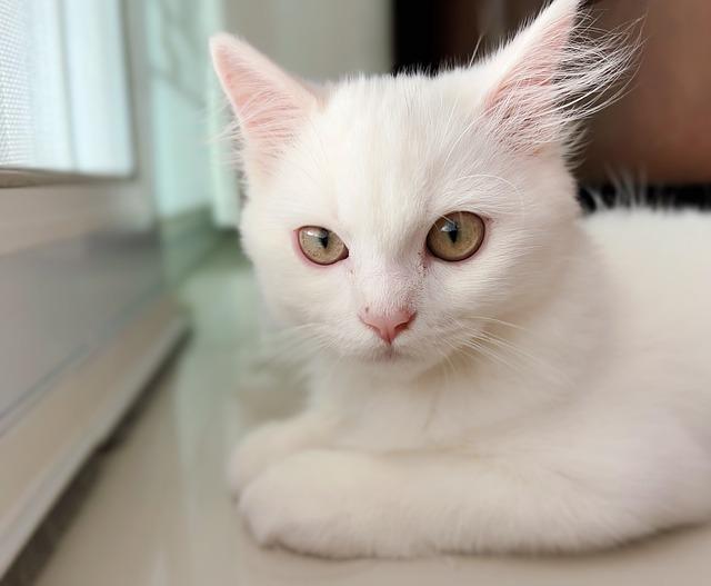 猫生完小猫后还会出血？别慌！正常范围和应对方法看这里