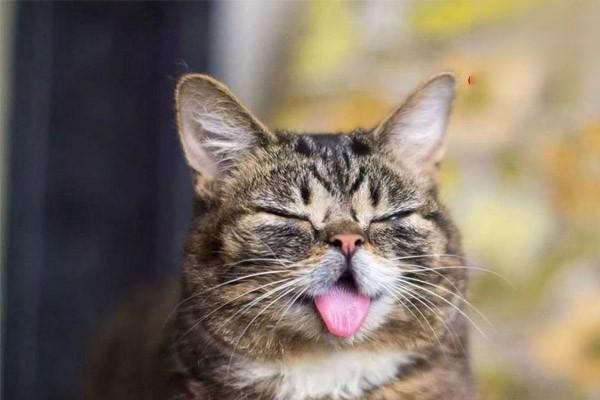 猫咪经常吐舌头是正常现象吗？