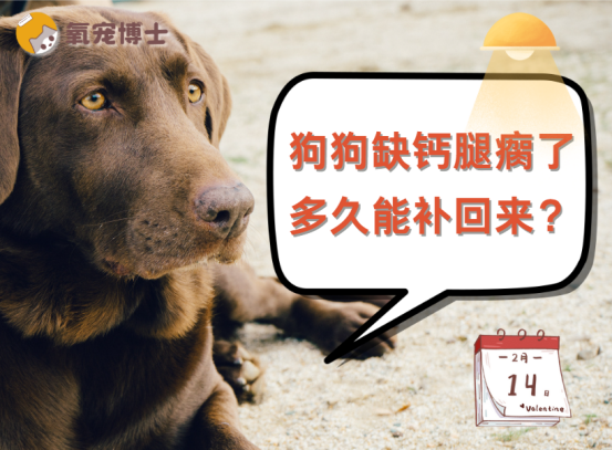 狗狗缺钙腿瘸了多久能补回来？