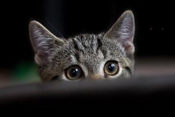 猫咪胰腺炎的有什么表现？