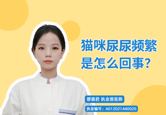 貓咪尿尿頻繁是怎麼回事？