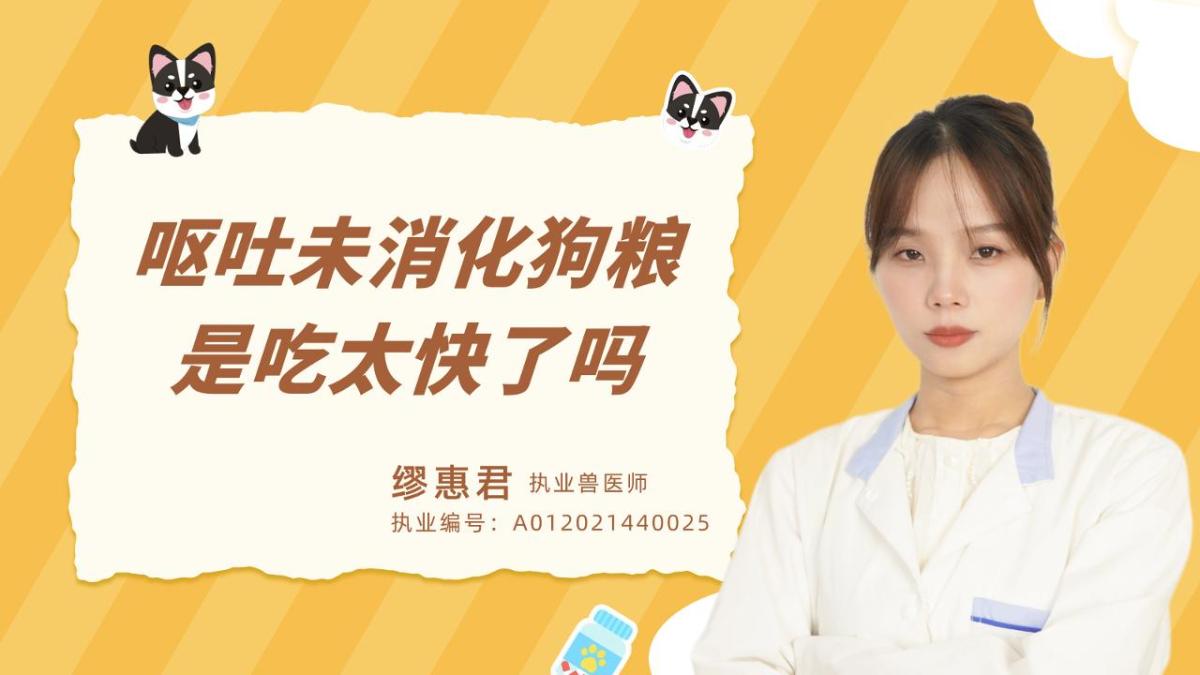 呕吐未消化的狗粮，是吃太快了吗？