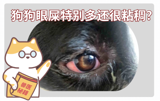 狗狗眼屎特别多还很粘稠用什么药？