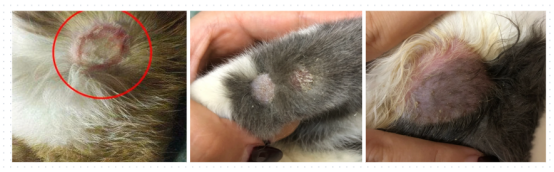 猫癣症状