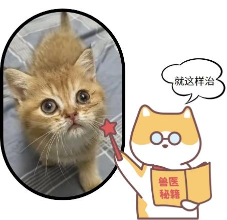 感染了猫疱疹病毒的猫咪还有必要养吗？