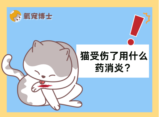 猫受伤了用什么药消炎？一文读懂科学用药指南