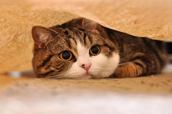 猫咪患上肥厚性心肌病，应该怎么治疗？