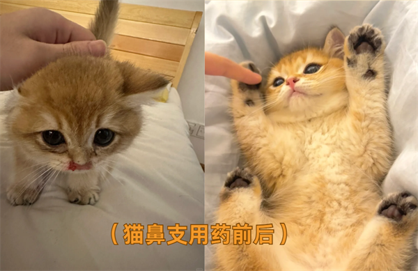 猫鼻支在家怎么治疗？