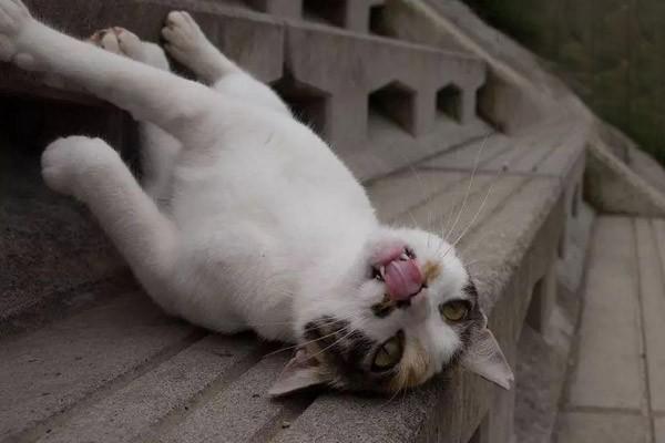 猫偶尔打喷嚏正常吗？