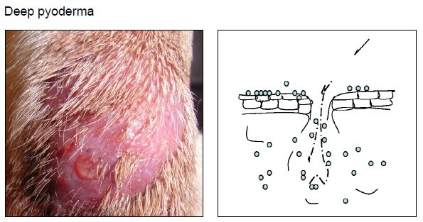 狗狗深層膿皮症
