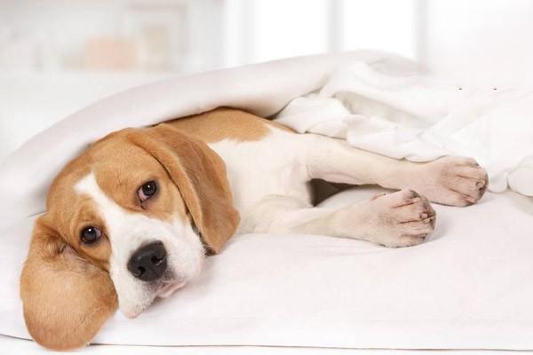 狗狗表现什么症状才需要送到宠物医院治疗呢