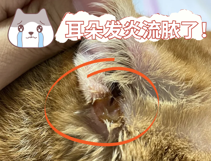 猫咪耳朵流脓怎么处理？新手铲屎官必看！