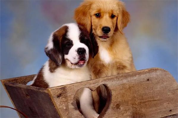 蘇格蘭牧羊犬發情的時間和表現