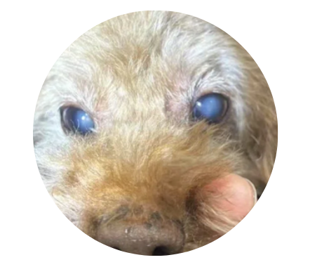 狗狗的眼睛变蓝