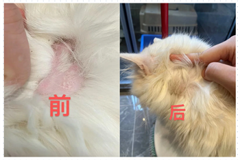 猫癣怎么治疗？