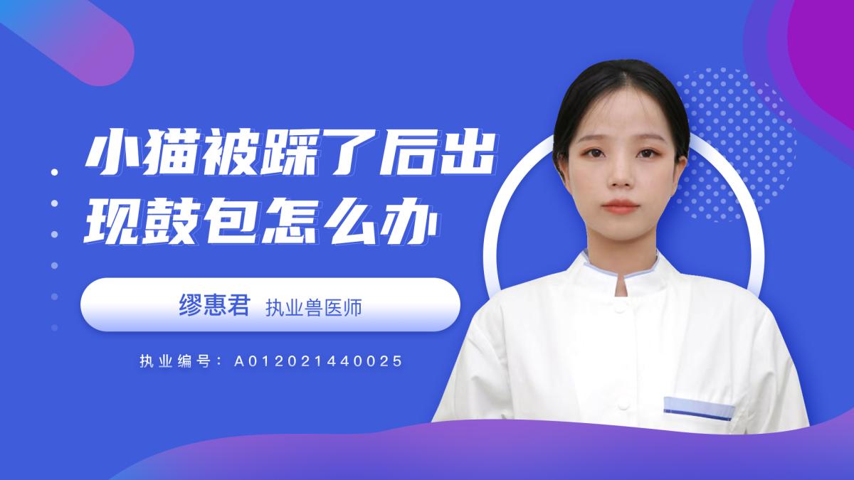 小猫被踩了之后出现鼓包怎么办？