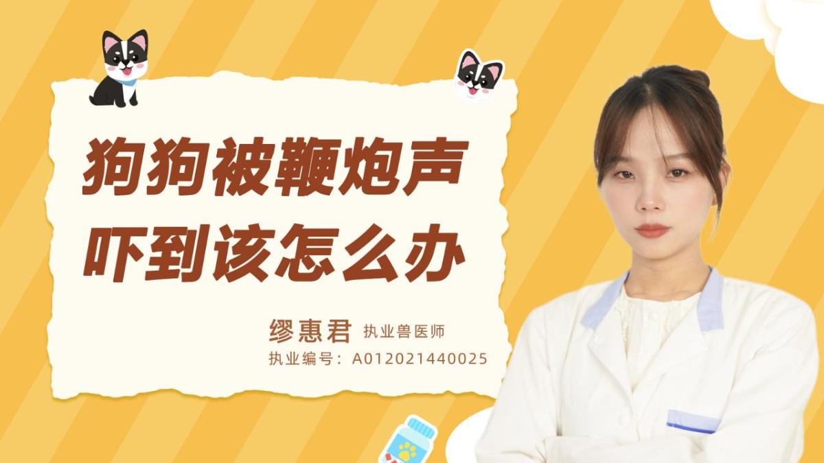 狗狗被鞭炮声吓到了该怎么办？