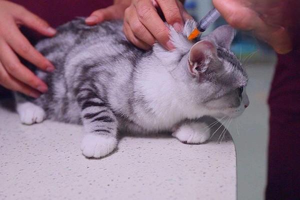猫打疫苗