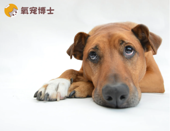 狗狗不吃不喝没精神呕吐