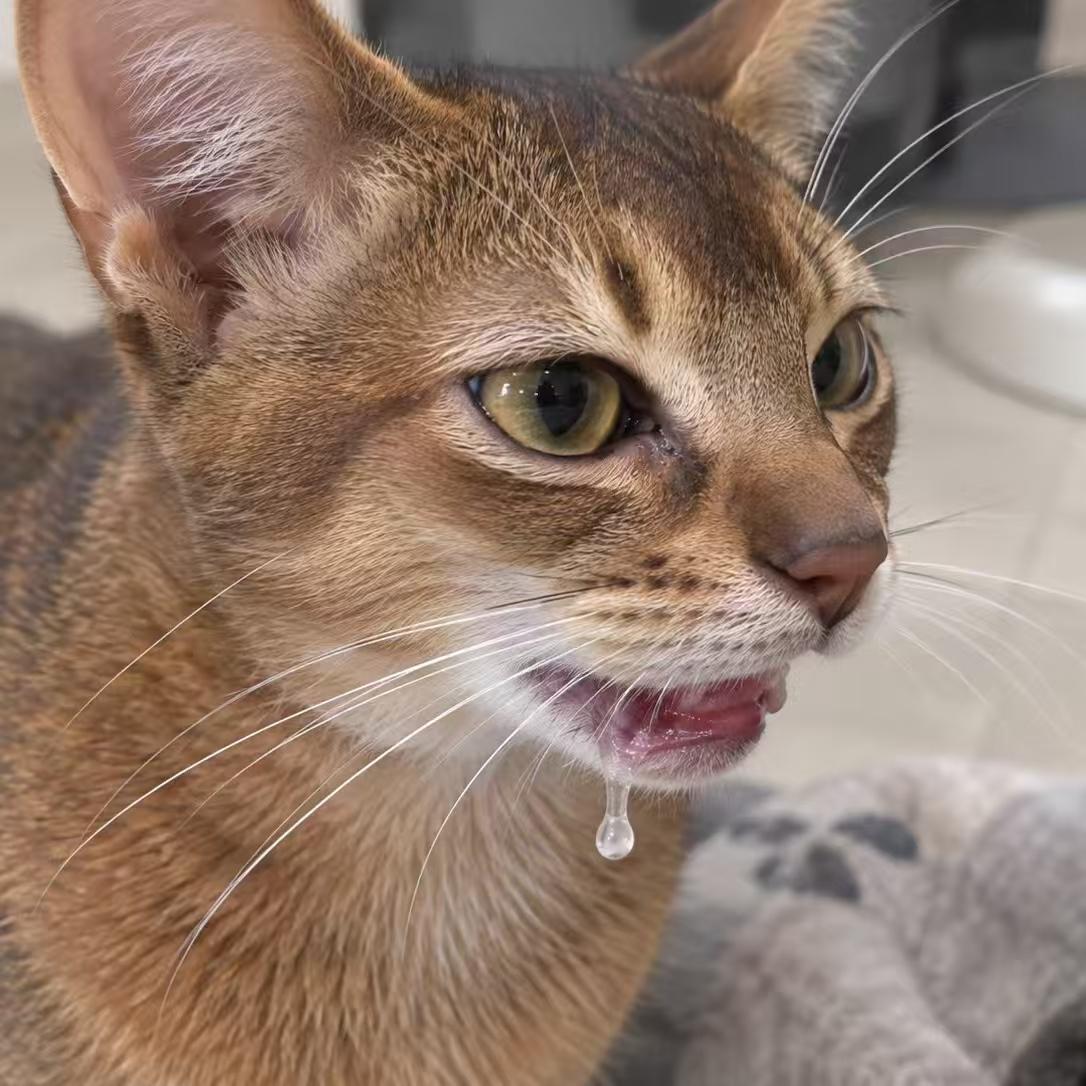 猫咪流口水图片