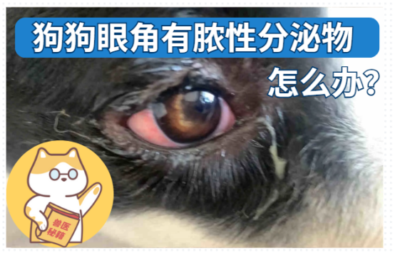 狗狗眼角有脓性分泌物该怎么办？宠主必读！