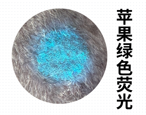 猫咪皮肤真菌感染