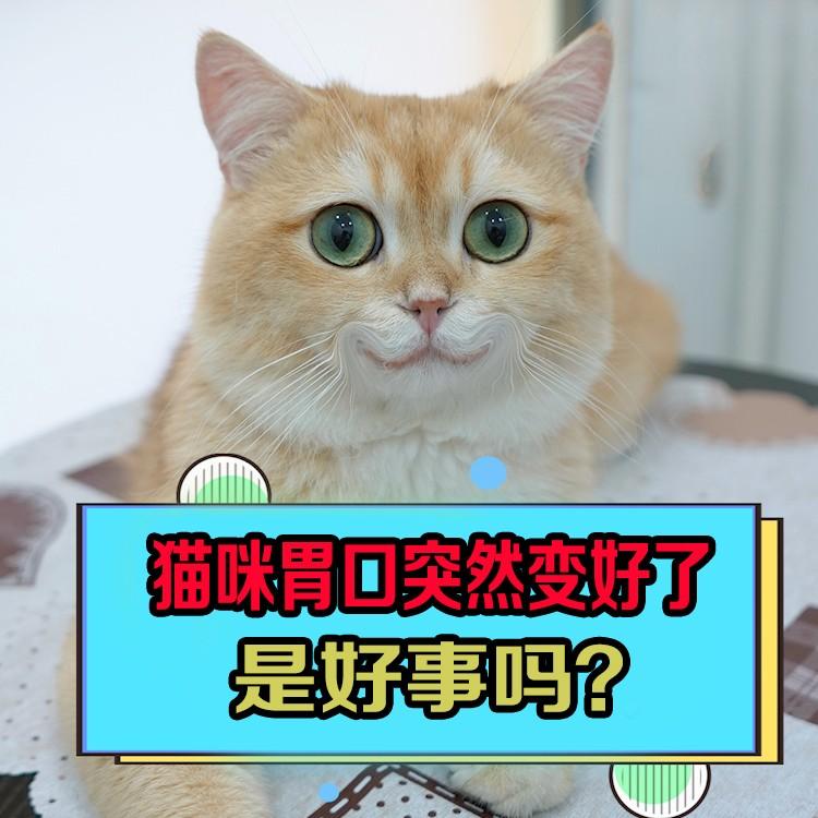 猫咪胃口突然变好了，是好事吗？