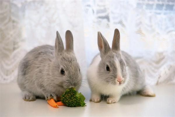 迷你兔的品种有哪些？