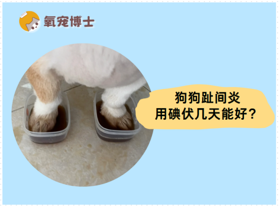 狗狗趾间炎用碘伏几天能好？