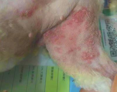 狗狗大腿內側有紅疹子，究竟是什麼東西？