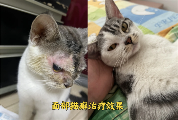 猫癣用什么药好得快？