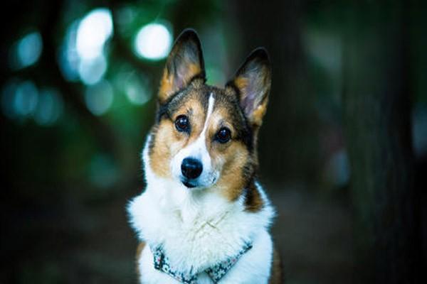 狗狗肺心病的症状与治疗方法