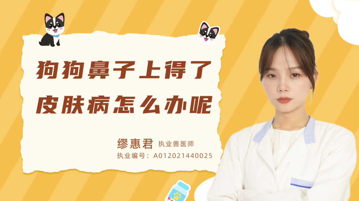 狗狗鼻子上得了皮膚病怎麼辦呢？